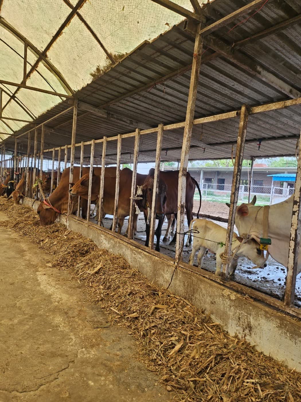 Cows feeding at Sri Radha Mohan Dairy Farm
