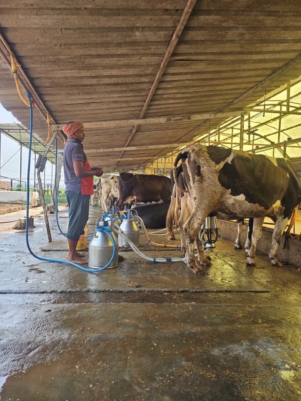 Cover image for the guide What is A2 milk