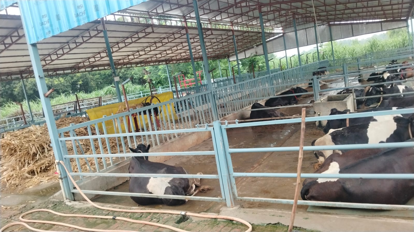 Ranjeet Singh Dairy Farm in Dutt Nagar, Gonda