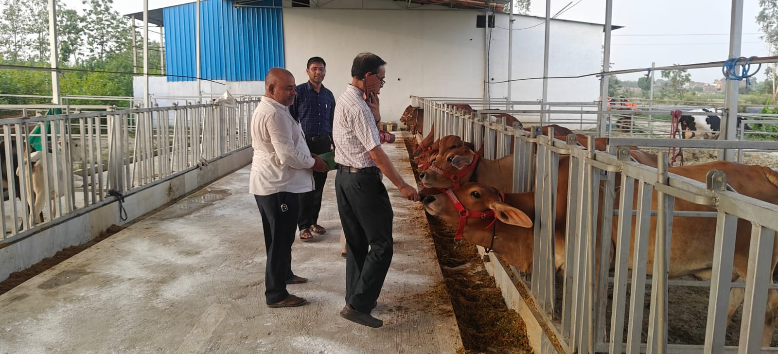 Gonard Dairy farm in Charuwha, Gonda